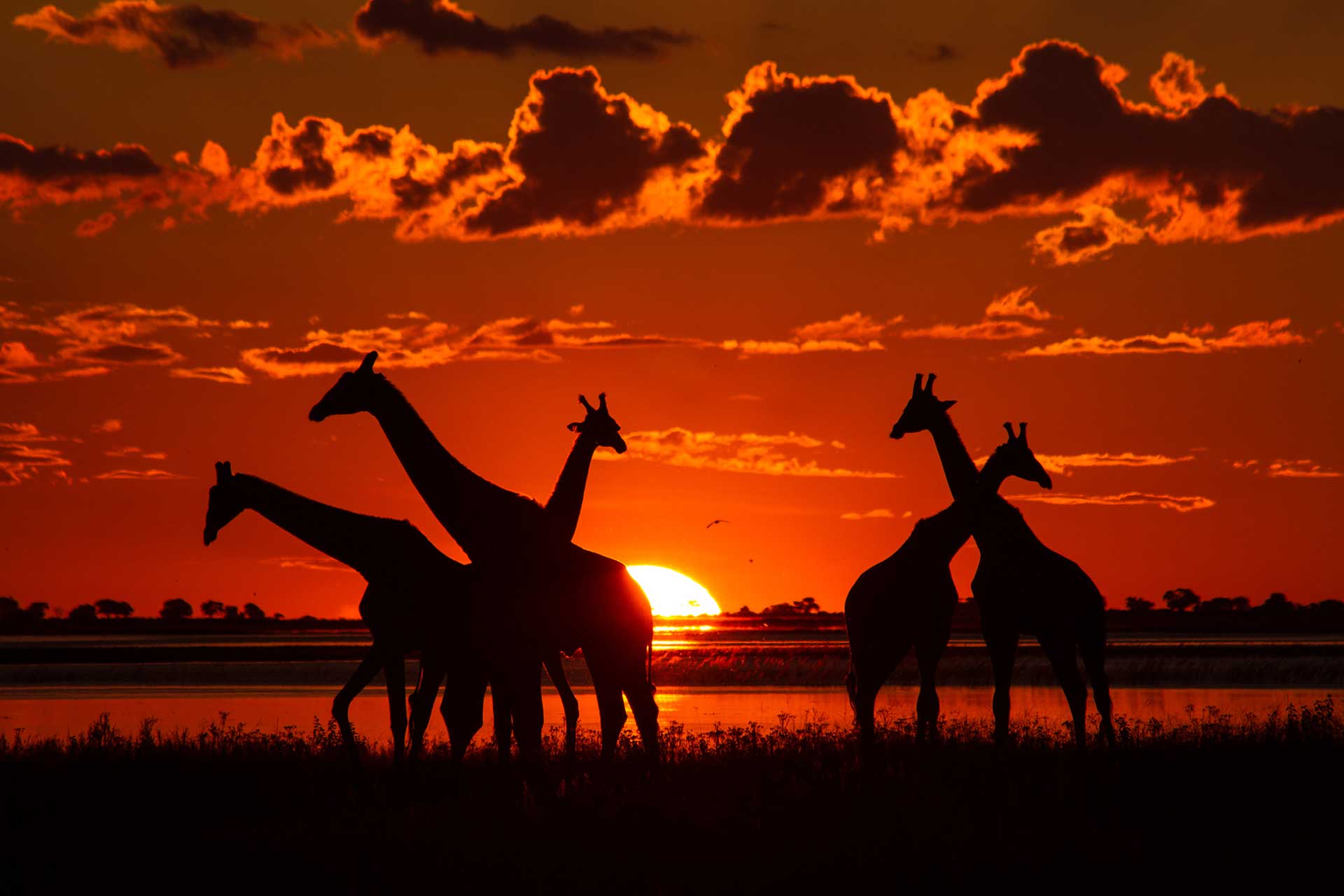 Authentic Botswana Safaris & Tours